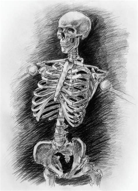 Time to jump right into the biggest and strongest bones in the human body. Anatomy Study Mister Skeleton Drawing by Irina Sztukowski