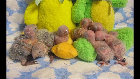 2 Week Old Green Cheek Conures Rainbow Parrots Aviary Youtube