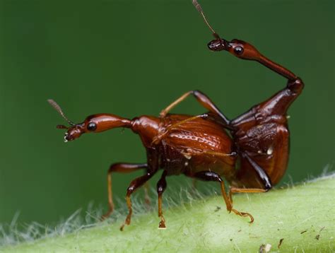 Human Mating Gif