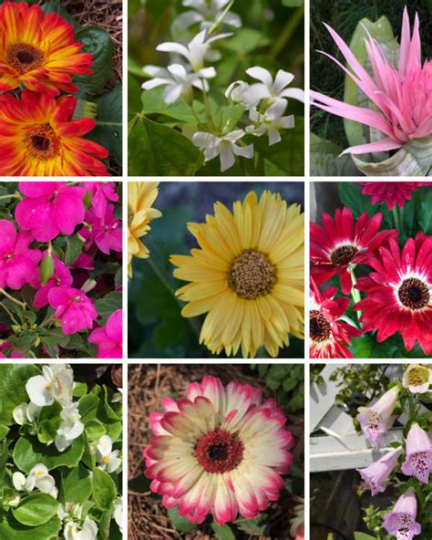 8 Awesome Heat And Drought Tolerant Annual Flowers And Plants Dengarden