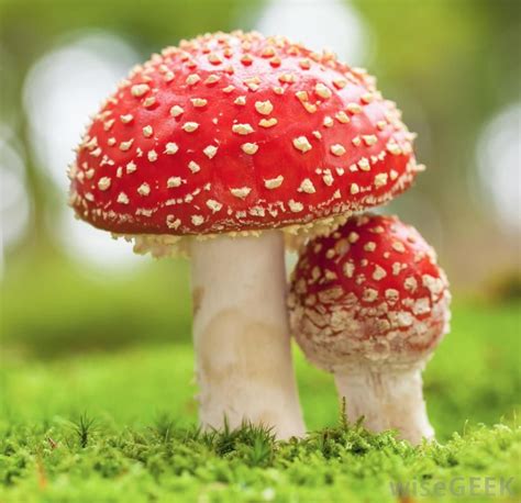 What Is The Difference Between A Toadstool And A Mushroom Stuffed