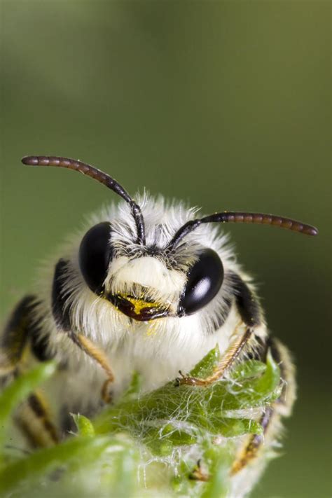 Bees Have Been Known To Drink Fermented Nectar From Flowers And