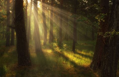 Silvaris Morning In The Forest By Mykhailo Sherman Lost In The