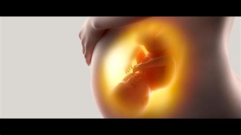 fisiología del embarazo youtube