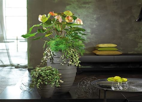 Maybe you would like to learn more about one of these? Anthurium_plants_care_tips_flowers_falmingo_flower ...