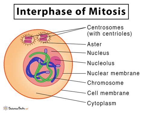 Mitosis Definition Stages And Purpose With Diagram