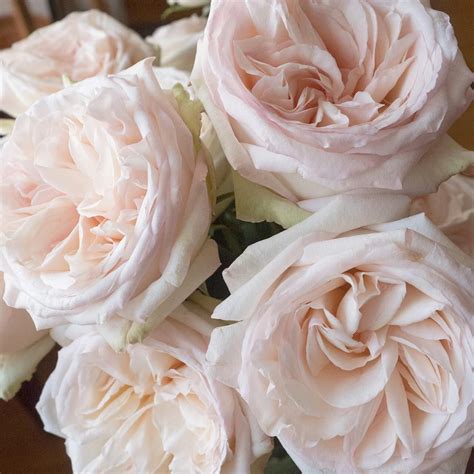 Magical White Ohara Garden Rose Garden Rose Bouquet O Hara Rose Rose