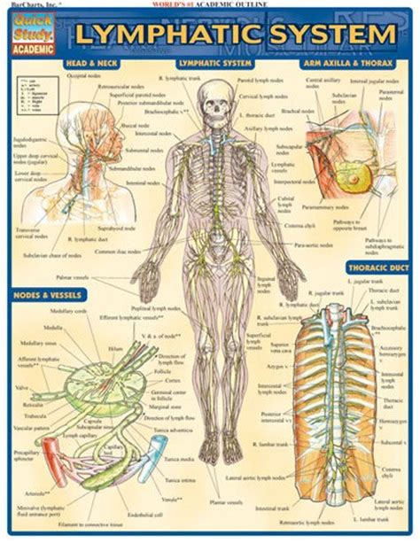 Lymphatic System Lymphatic System Lymph Massage Medical Series