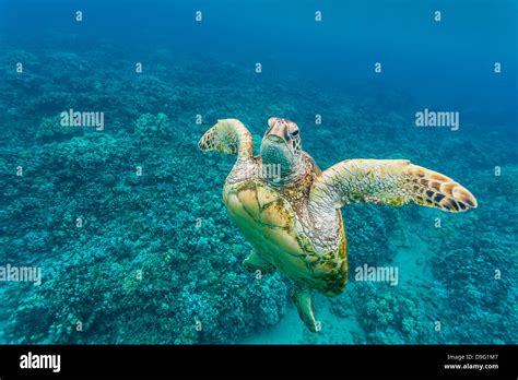 Green Sea Turtle Chelonia Mydas Underwater Maui Hawaii United