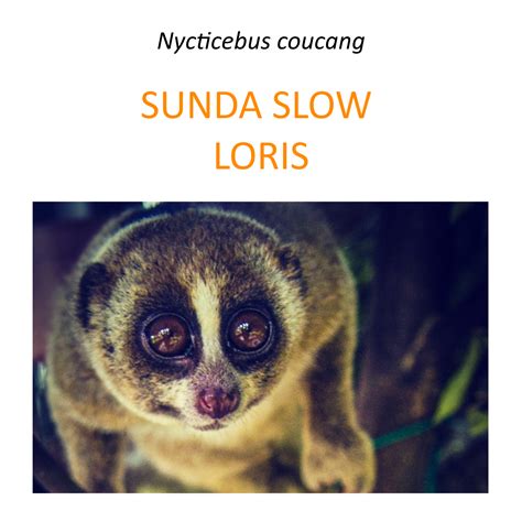 Sunda Slow Loris Rescue Program Fundacja Zoo Wrocław Dodo