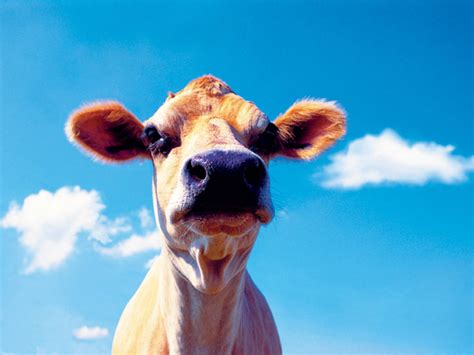 Funny Farm Animals - Salon des Refusés