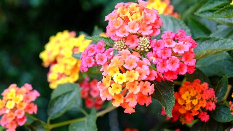 How To Successfully Grow And Take Care Of Lantana Plants