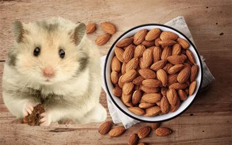can hamsters eat almonds [let s find out ]