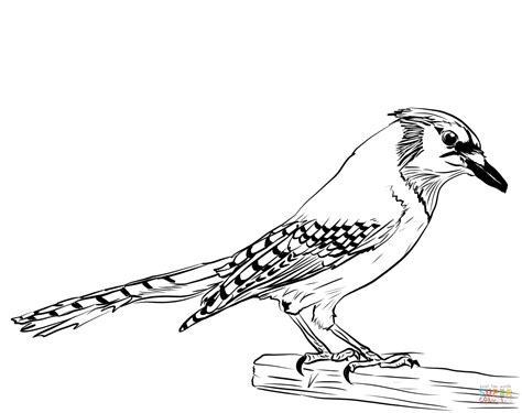 Blue Jay Coloring Page | Free Printable Coloring Pages - Coloring Home