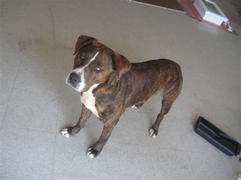 Maybe you would like to learn more about one of these? 6 Vital Questions to Ask Before Adopting a Brindle Pitbull