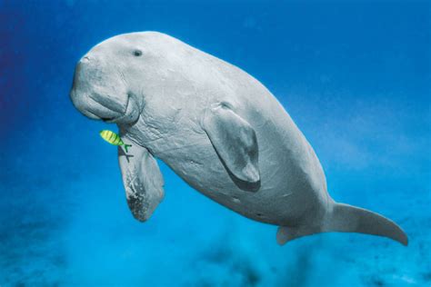 Can you believe that between six and seven thousand mermaids still live in the shallow, saline waters of the persian gulf? Dugong Wallpapers Backgrounds