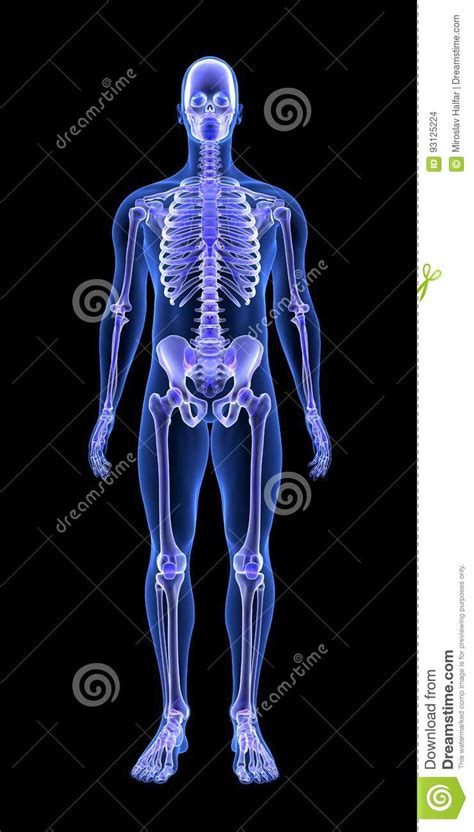 Het Blauwe Menselijke Van Het Anatomielichaam En Skelet 3d Aftasten