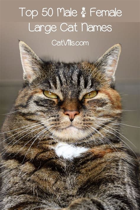 50 Cute Names for Large Cats | Cute names, Cat names, Cats