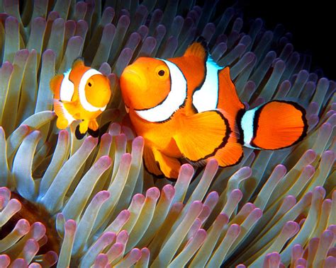 Clownfish In Anemone Great Barrier Reef 2 Photograph By Pauline Walsh