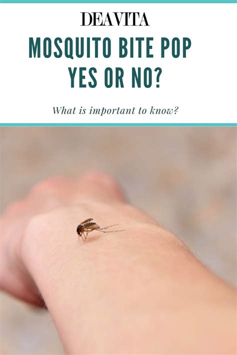 Mosquito Bite Pop Yes Or No This Is An Important Question And We Shall Give You The Answer As