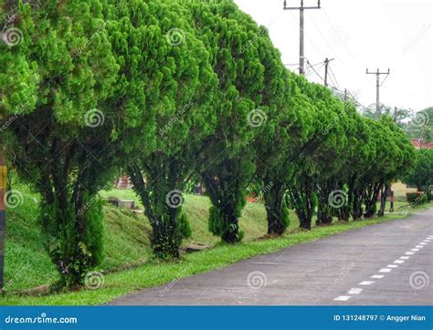 Green Trees On The Roadside Stock Image Image Of Beautiful Roadside