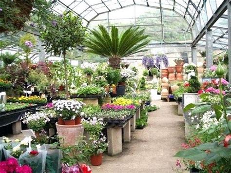 8 Best Plant Nurseries In Nagpur • India Gardening