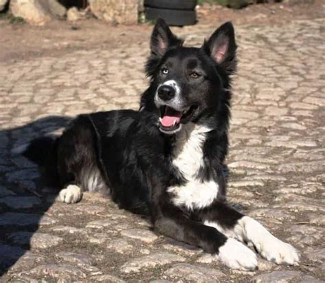 They are free spirited, but are friendly enough and eager to please. Everything You Need to Know about the Border Collie Husky ...
