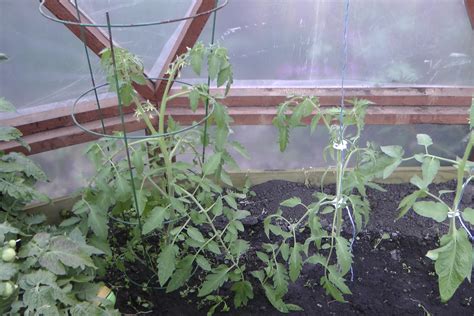 Determinate tomatoes are also more compact. Determinate and Indeterminate tomato plants (to prune or ...