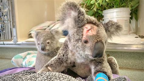 Gympie Residents Quick Response Saves Koala And Joeys Lives After Dog