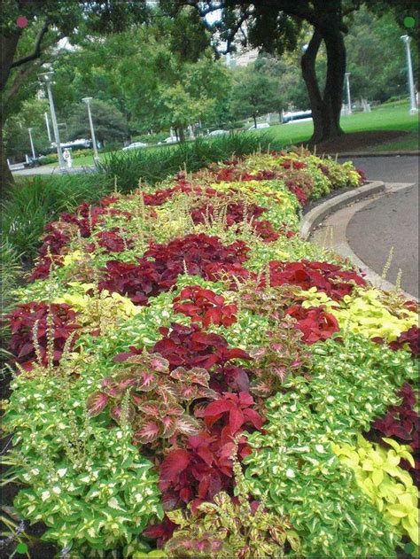 Create A Colorful Landscape With Coleus Plants Outdoor Flowers