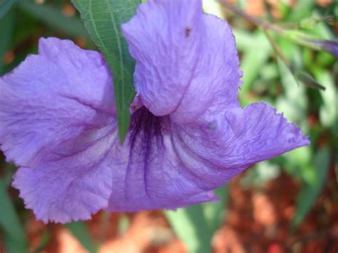 Florida produces about 74 percent of all the oranges consumed in the us every year. Purple Lobelia flowers bloom year round in South Florida ...