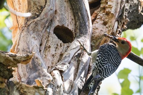 Nesting Red Bellied Woodpeckers Laura Erickson Flickr