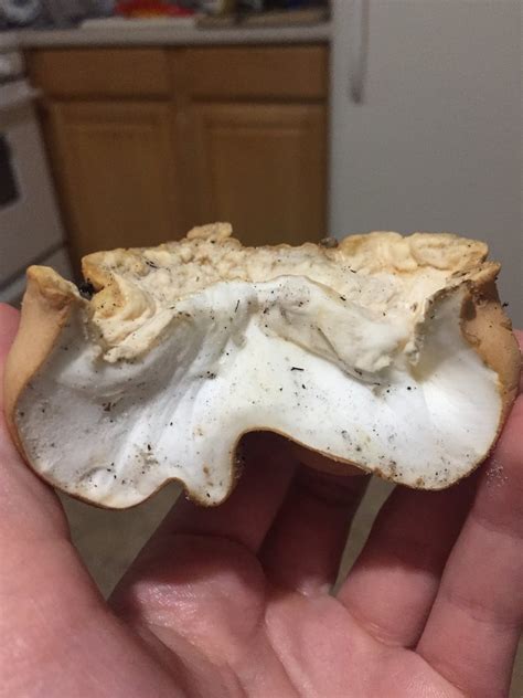 Polypore Id Help Identifying Mushrooms Wild Mushroom Hunting