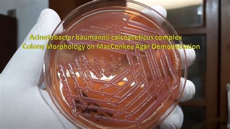 Acinetobacter Baumannii Colony Morphology