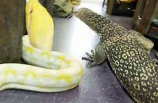 snake zoo lizard reptile huge