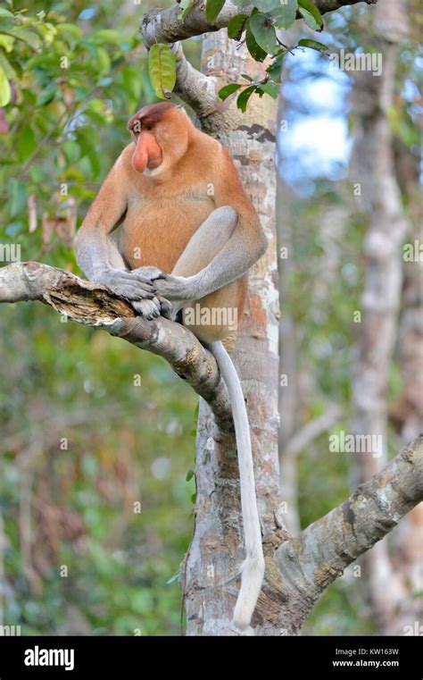 Male Of Proboscis Monkey Sitting On A Tree In The Wild Green Rainforest