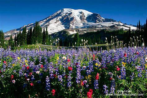 Mount Rainier Mazama Ridge Paradise Flowers Prints Photos