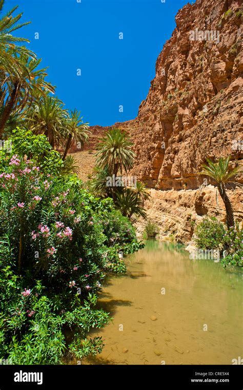 Flowering Oleander Nerium Oleander And Date Palms Phoenix Beside A