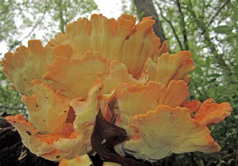 Maryland Biodiversity Project Pine Chicken Of The Woods Laetiporus