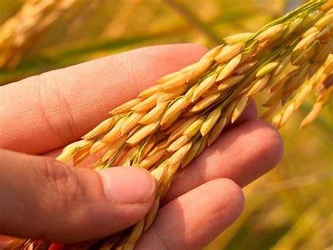 Comment conserver le riz selon Arroz Cigala