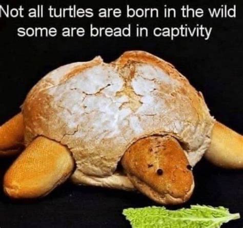 The Best Turtle Memes Memedroid
