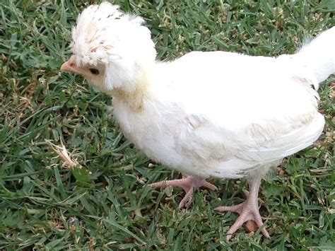 Maybe you would like to learn more about one of these? White Polish chick .... Teenage stage! | Poultry - Chicken ...