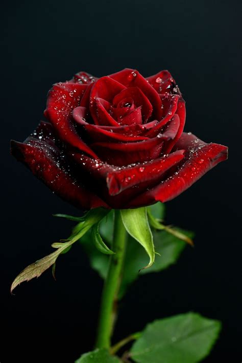 Beautiful Red Rose Flower Beautiful Rose Red Wallpaper Download