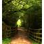 Wakerley Woods 1  Northamptonshire Thomas Tolkien