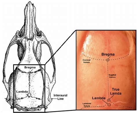 Is that suture is seam formed by sewing two edges (especially of skin) together while lambda is the eleventh letter of the. Skull surface sutures and reference points. Stereotaxic ...