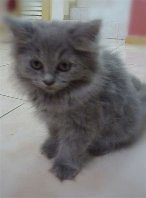 Grey Fluffy Cat