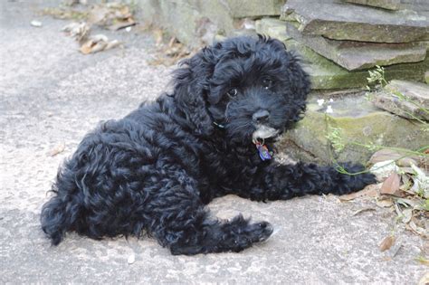 little black cockapoo puppy