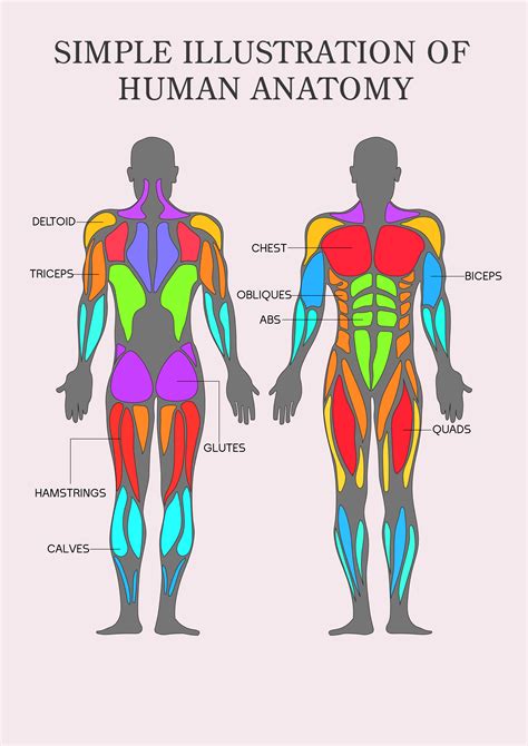Human Muscles Diagram Muscle Diagram Anatomy System Human Body Images