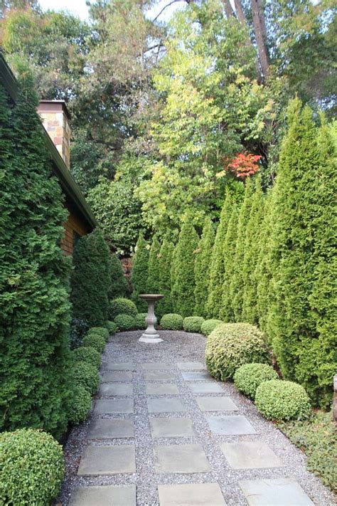 10 Best Arborvitae Landscaping Ideas For An Evergreen Backyard Thuy