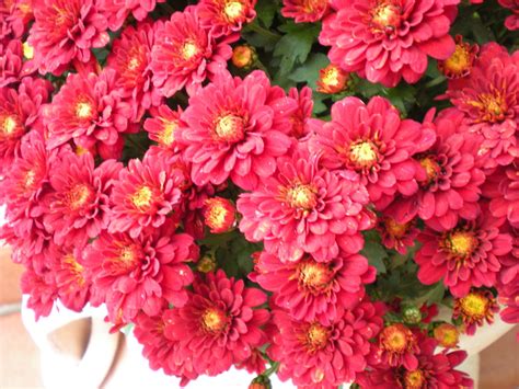 Tante immagini, frasi e foto raccolte per te, vedile 11 immagini di buon compleanno con i fiori. Non solo fiori da cimitero Foto % Immagini| piante, fiori ...